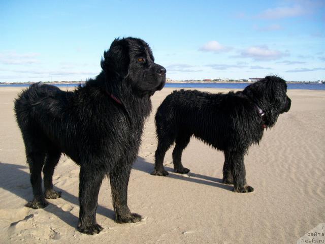 Фото: ньюфаундленд Gloriya Grand Blek (Глория Гранд Блек), ньюфаундленд Fortuna of Giant's Island