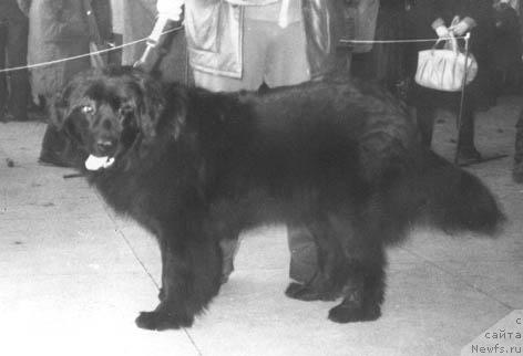 Фото: ньюфаундленд Ela Danna Irbe (Ела Данна Ирбе)