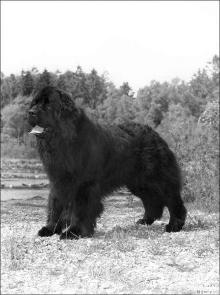 Фото: ньюфаундленд Yankee Peddler of Pouch Cove