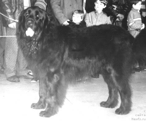 Фото: ньюфаундленд Jakkard (Жаккард)