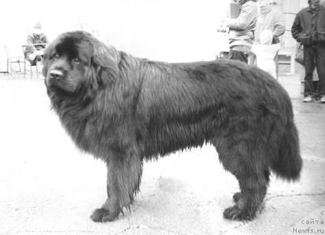 Фото: ньюфаундленд Dariy (Дарий)