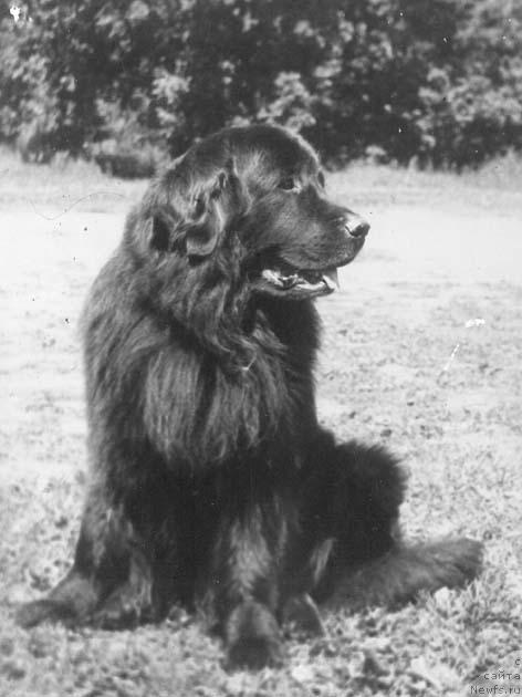 Фото: ньюфаундленд Zay Balu Cegyu (Зай Балу Цегю)