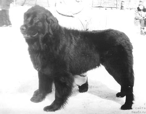 Фото: ньюфаундленд Adeliya Arabika Magis (Аделия Арабика Магис)