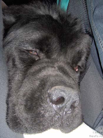 Фото: ньюфаундленд Plushevaya Panda Alex Show (Плюшевая Панда Алекс Шоу)