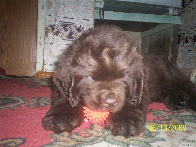 Фото: ньюфаундленд Syemuyel' Morskoy Princ (Сэмуэль Морской Принц)