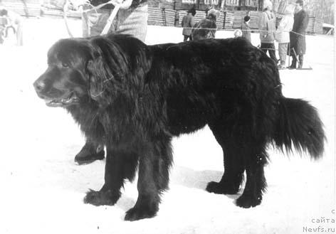 Фото: ньюфаундленд Jersey Admi Ni of Layf Seyver (Жерсей Адми Ни оф Лайф Сейвер)