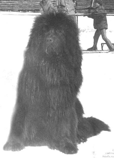 Фото: ньюфаундленд Orhan Norro of Layf Seyver (Орхан Норро оф Лайф Сейвер)