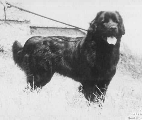 Фото: ньюфаундленд Uganda Bar Botsveyn (Уганда Бар Ботсвейн)