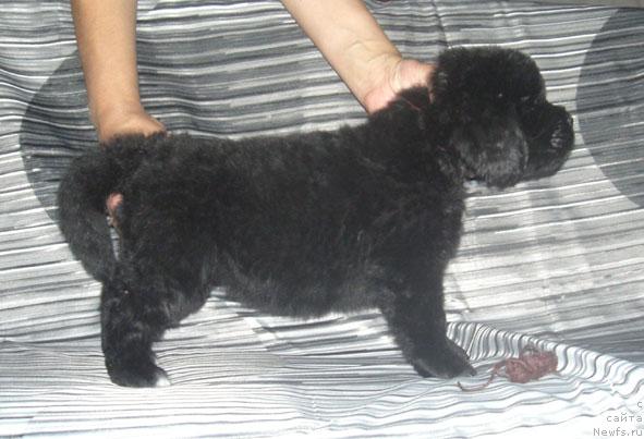 Фото: Щенки от Лика Лучезарного с Берега Дона и Истории Любви из Тихого Омута