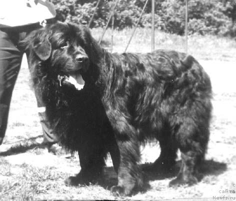 Фото: ньюфаундленд Gay (Гай)