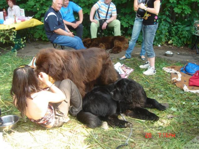 Фото: ньюфаундленд Potap Schezara (Потап Щезара), ньюфаундленд Eleron Brown (Элерон Браун)