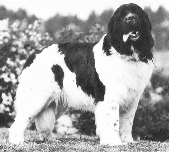 Фото: ньюфаундленд Topmast's Blackberry Blossom