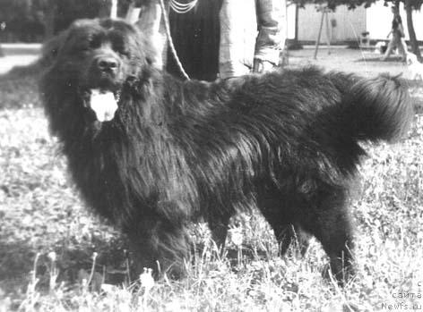 Фото: ньюфаундленд Grif Anhim (Гриф Анхим)