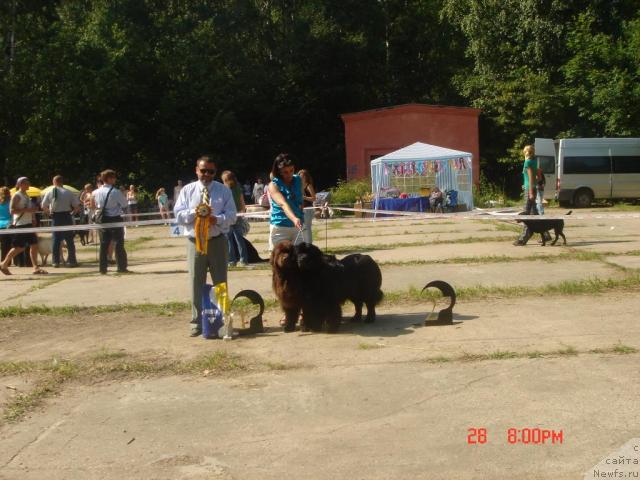 Фото: ньюфаундленд Potap Schezara (Потап Щезара), ньюфаундленд Eleron Brown (Элерон Браун)