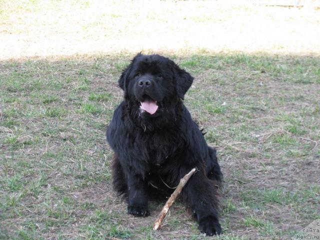 Фото: ньюфаундленд Potap Schezara (Потап Щезара)