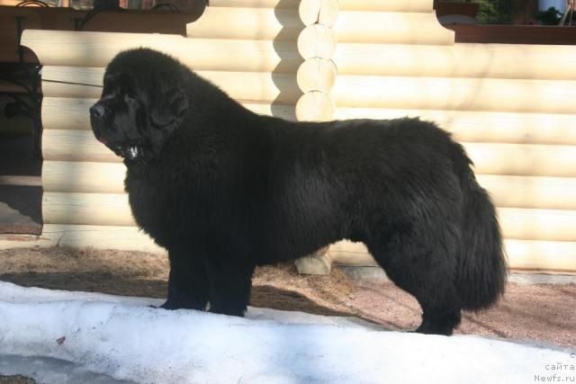 Фото: ньюфаундленд King of Helluland Valmont