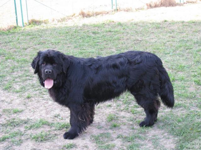 Фото: ньюфаундленд Potap Schezara (Потап Щезара)