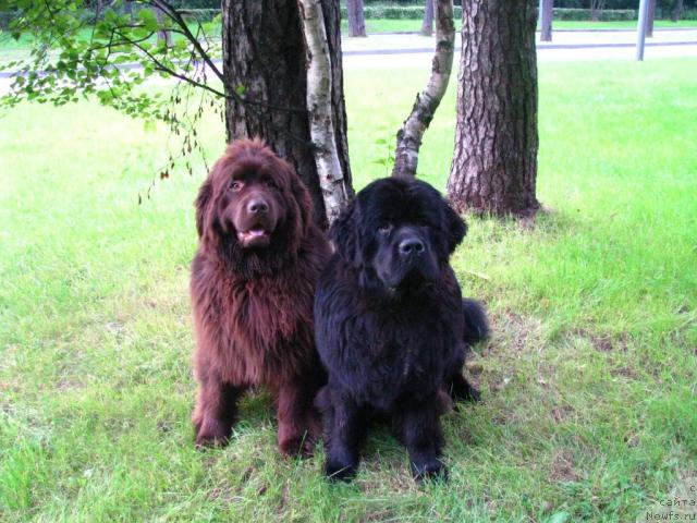 Фото: ньюфаундленд Potap Schezara (Потап Щезара), ньюфаундленд Eleron Brown (Элерон Браун)