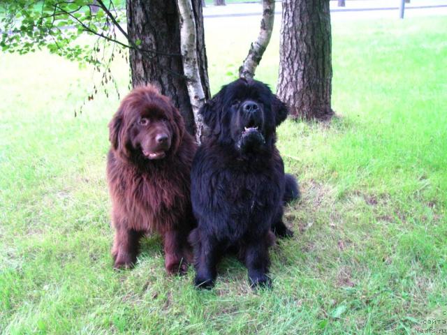 Фото: ньюфаундленд Potap Schezara (Потап Щезара), ньюфаундленд Eleron Brown (Элерон Браун)