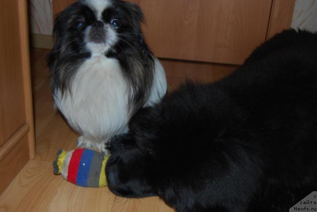 Фото: ньюфаундленд Formula Lyubvi ot Sibirskogo Medvedya (Формула Любви от Сибирского Медведя)