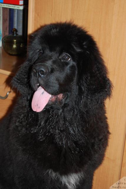 Фото: ньюфаундленд Formula Lyubvi ot Sibirskogo Medvedya (Формула Любви от Сибирского Медведя)