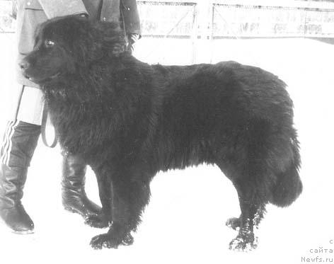 Фото: ньюфаундленд YAnina Deness of Layf Seyver (Янина Денесс оф Лайф Сейвер)