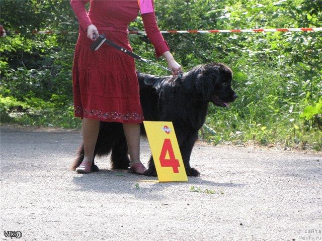 Фото: ньюфаундленд Bol'shaya Udacha dlya N'yufort (Большая Удача для Ньюфорт)