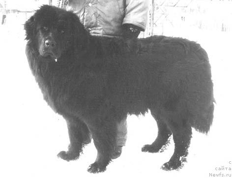 Фото: ньюфаундленд Alisa Ion of Layf Seyver (Алиса Ион оф Лайф Сейвер)