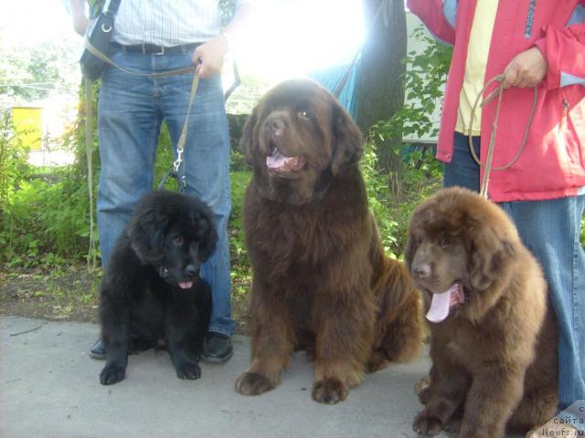 Фото: Фанньюф Олигарх Литавр, ньюфаундленд Smigar Zolotoy Malchik (Смигар Золотой Мальчик), ньюфаундленд Fann'yuf Oksa-Dar (Фанньюф Окса-Дар)