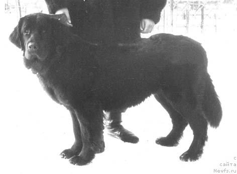 Фото: ньюфаундленд CHerri Odaj (Черри Одаж)