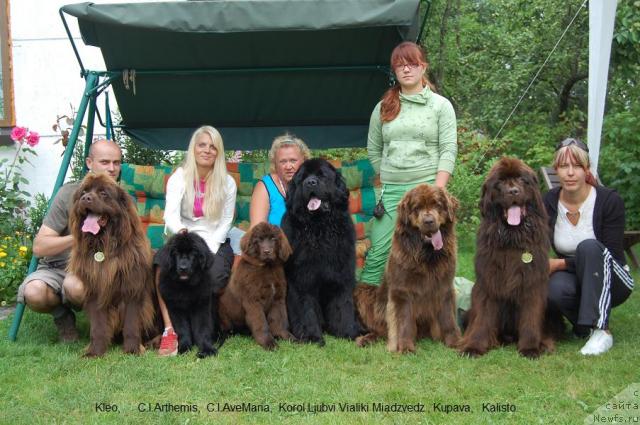 Фото: ньюфаундленд Kleo, ньюфаундленд Korol Ljubvi Vialiki Miadzvedz (Король Любви Вялiкi Мядзведзь), ньюфаундленд Kupava, ньюфаундленд Kalisto