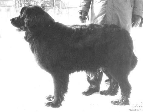 Фото: ньюфаундленд SHell Mollord of Layf Seyver (Шелл Моллорд оф Лайф Сейвер)