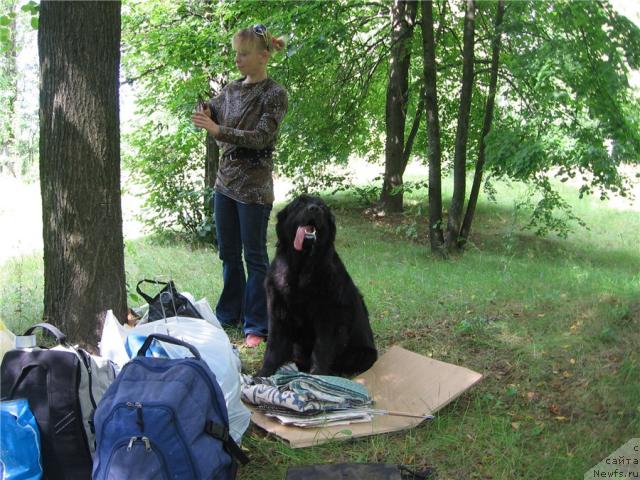 Фото: ньюфаундленд Polyarnaya Nochka (Полярная Ночка), Valentina Stepanova (Валентина Степанова)