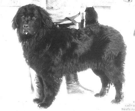 Фото: ньюфаундленд Veysi Layf Seyver (Вейси Лайф Сейвер)