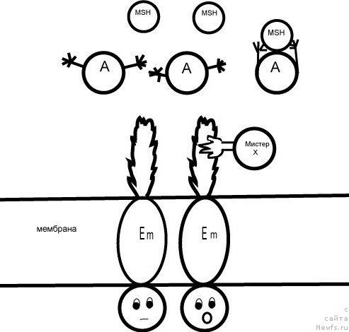 Фотография № 30962