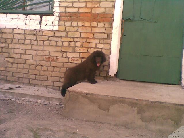 Фото: ньюфаундленд Syemuyel' Morskoy Princ (Сэмуэль Морской Принц)