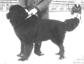 Фото: ньюфаундленд Celli Jashol'd (Целли Жашольд)