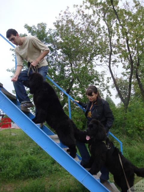 Фото: ньюфаундленд Brumis Un Diamante Nero (Брумис Ун Диаманте Неро), ньюфаундленд Batlet Un Orso Bruno (Батлет Ун Орсо Бруно), Sergey Miller (Сергей Миллер)