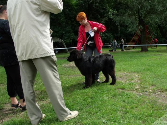 Фото: ньюфаундленд Toptyijka Siyanie ot Aysberga (Топтыжка Сияние от Айсберга), Mariya Lapina (Мария Лапина)