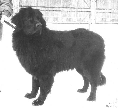 Фото: ньюфаундленд Fessi Hidgel (Фесси Хидгел)