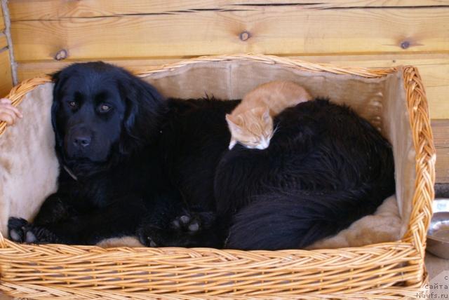 Фото: ньюфаундленд Kjara Mild (Къяра Милд)