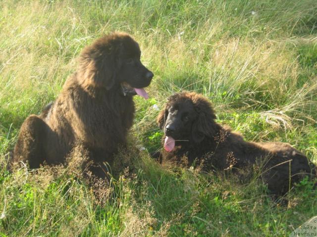 Фото: ньюфаундленд Lunnaya Krasavica (Лунная Красавица), ньюфаундленд Lakomka Lavanda (Лакомка Лаванда)