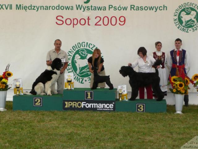 Фото: ньюфаундленд Zidan Clark Zvezdnij Dar