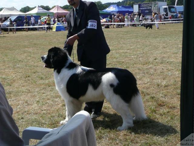 Фото: Norkros (FCI) NORKROS FCI IRISH COFFEE