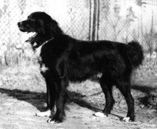 Фото: ньюфаундленд Fomka (Фомка)