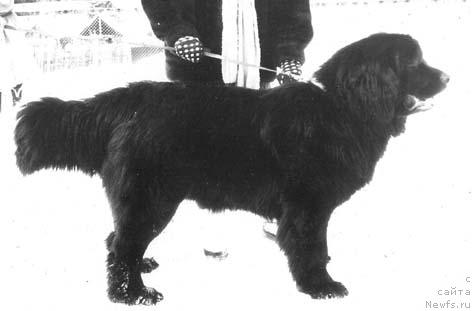 Фото: ньюфаундленд YAra Deness of Layf Seyver (Яра Денесс оф Лайф Сейвер)