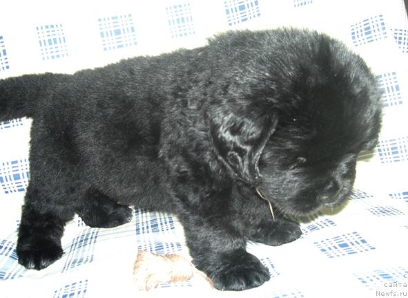 Фото: Щенок от, ньюфаундленд Istoria Lubvi iz Tihogo Omuta (История Любви из Тихого Омута)