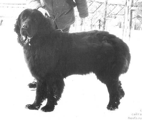 Фото: ньюфаундленд Alyaska N'yu Lyend (Аляска Нью Лэнд)