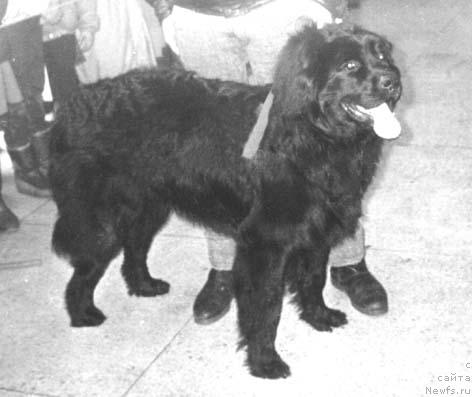 Фото: ньюфаундленд Urmas Klott SHemon (Урмас Клотт Шемон)