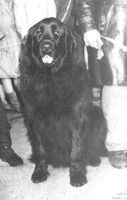 Фото: ньюфаундленд Jak Djef Darif (Жак Джеф Дариф)